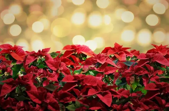 The Risks With Christmas Plants