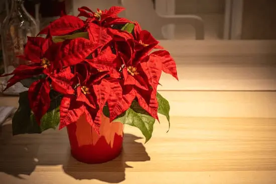 The Poinsettia