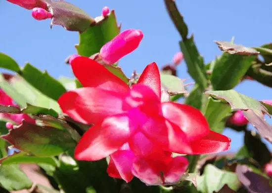 Christmas Cactus