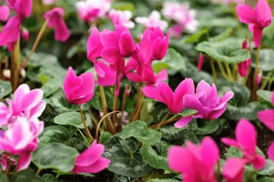 Cyclamen