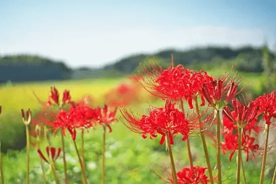 Amaryllis