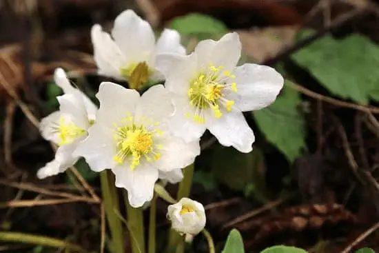 The Christmas Rose (Helleborus niger)