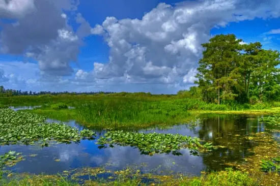 Everglades