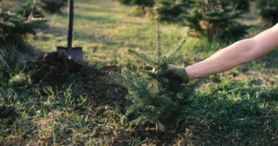 Grow Your Own Christmas Tree