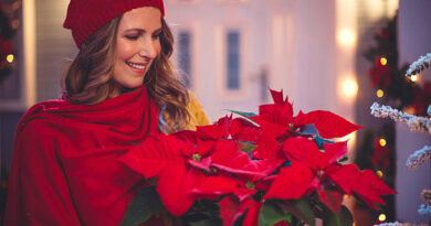 Flowers for Christmas: What are the most beautiful ones to decorate at Christmas?