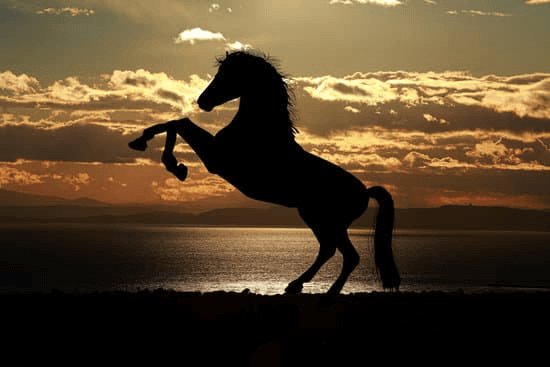 The dead horse carols (Wales)