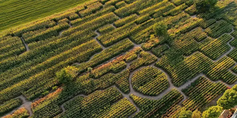 A Sweet Christmas Maze Adventure